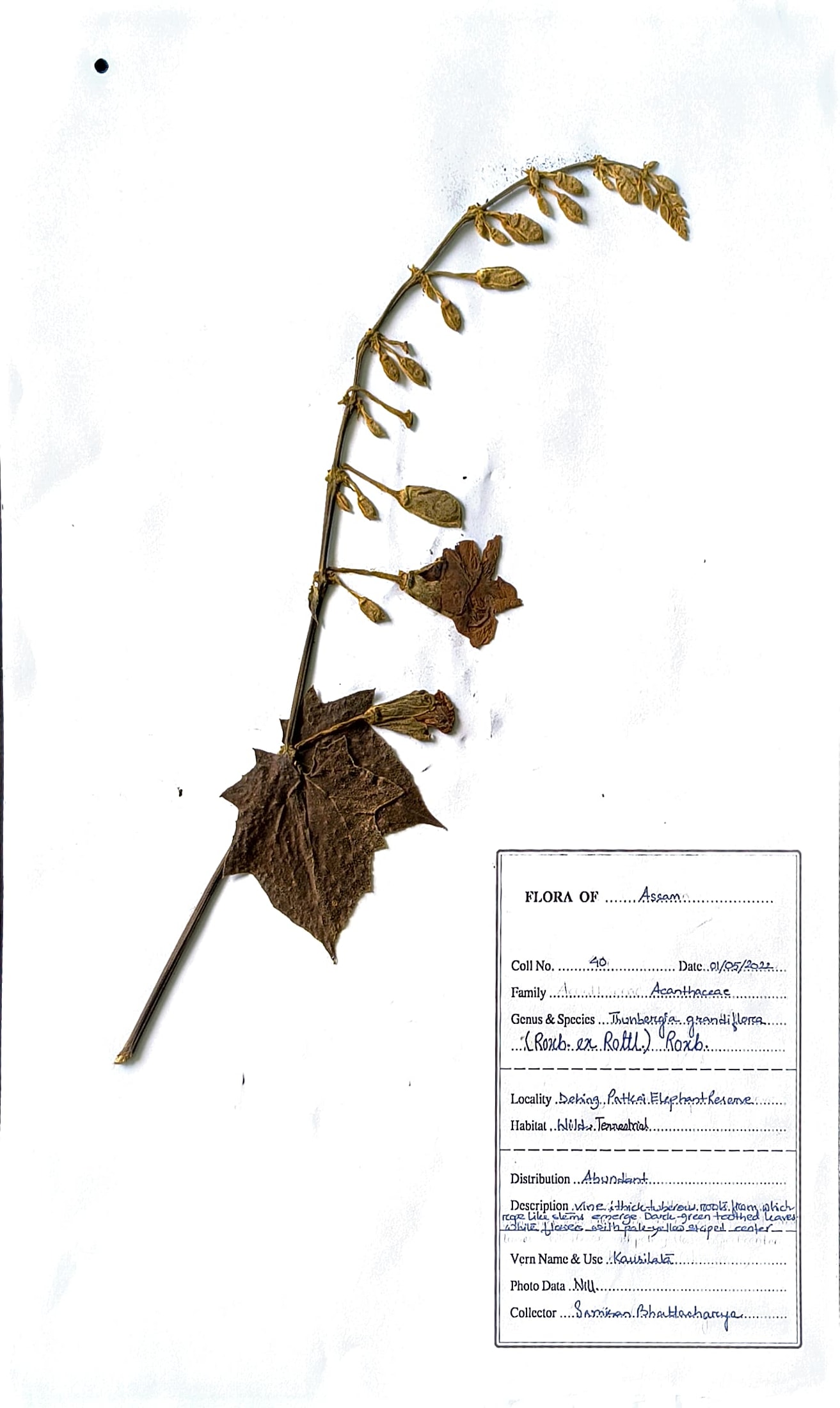 Kukua loti (Ass.) (Herbarium)